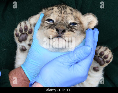 L'un des quatre vieux de trois semaines des lionceaux sont donnés un bilan de santé à Blair Drummond Safari Park, près de Stirling. Les oursons ont été pesés, sexés, vermifugés et ébréchée lors de ce premier bilan de santé. Banque D'Images