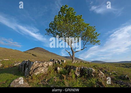 Un seul survivant de chênes sur une colline dans l'Isle of Mull, Argyll and Bute, Ecosse, Royaume-Uni. 10 952 SCO. Banque D'Images