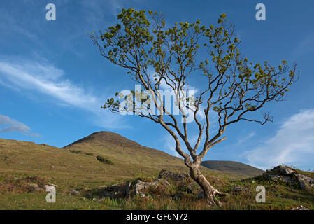 Un seul survivant de chênes sur une colline dans l'Isle of Mull, Argyll and Bute, Ecosse, Royaume-Uni. 10 956 SCO. Banque D'Images