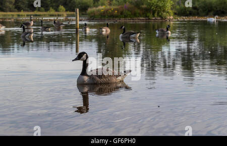 Canada goose sur un lac Banque D'Images