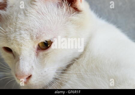 Chat Blanc est juste service selective focus Banque D'Images