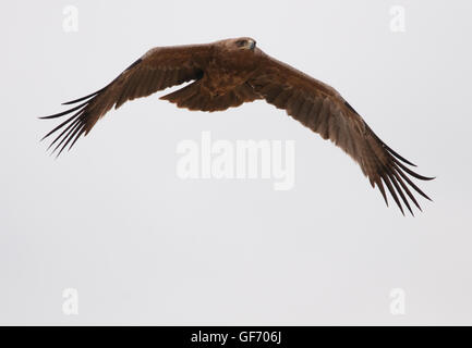Aigle volant au-dessus des lion kill dans le cratère du Ngorongoro Banque D'Images