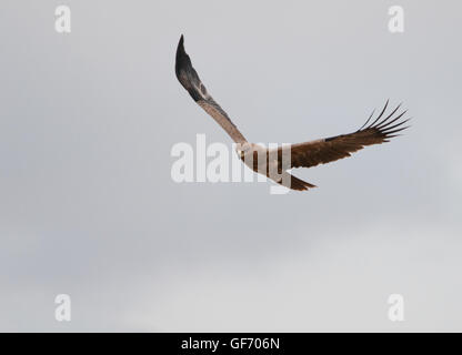 Aigle volant au-dessus des lion kill dans le cratère du Ngorongoro Banque D'Images