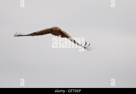 Aigle volant au-dessus des lion kill dans le cratère du Ngorongoro Banque D'Images