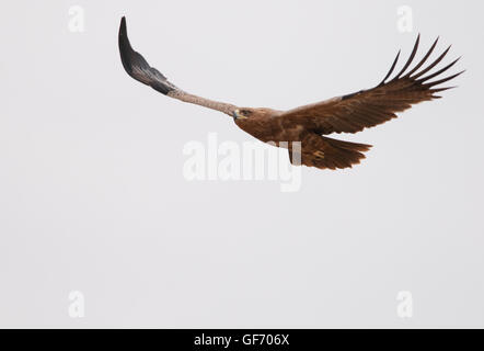 Aigle volant au-dessus des lion kill dans le cratère du Ngorongoro Banque D'Images