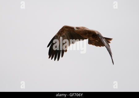 Aigle volant au-dessus des lion kill dans le cratère du Ngorongoro Banque D'Images
