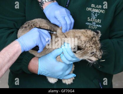 L'un des quatre vieux de trois semaines des lionceaux sont donnés un bilan de santé à Blair Drummond Safari Park, près de Stirling. Les oursons ont été pesés, sexés, vermifugés et ébréchée lors de ce premier bilan de santé. Banque D'Images