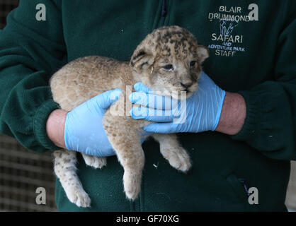 L'un des quatre vieux de trois semaines des lionceaux sont donnés un bilan de santé à Blair Drummond Safari Park, près de Stirling. Les oursons ont été pesés, sexés, vermifugés et ébréchée lors de ce premier bilan de santé. Banque D'Images