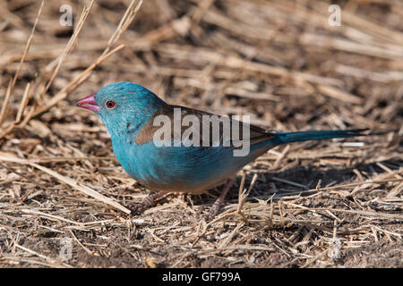 La Tanzanie, Serengeti NP, bleu-capped cordon-bleu, Uraeginthus cyanocephalus Banque D'Images