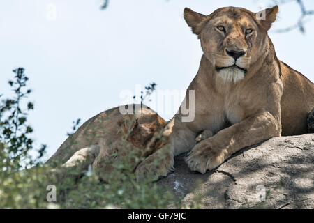 La Tanzanie, Serengeti NP, la lionne, Panthera leo Banque D'Images