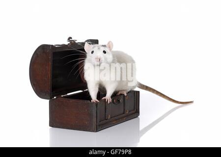 Rat avec coffre en bois Banque D'Images