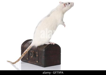 Rat avec coffre en bois Banque D'Images