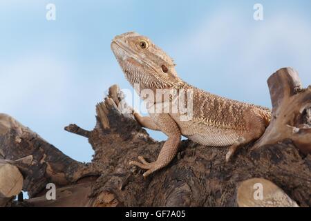 Dragon barbu central Banque D'Images