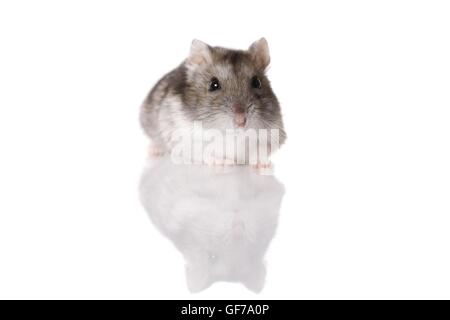 Hamster nain de Campbell sur fond blanc Banque D'Images