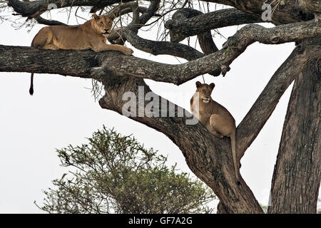 La Tanzanie, Serengeti NP, la lionne, Panthera leo Banque D'Images