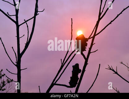 Soleil brillant dans un ciel fumé au coucher du soleil avec Burnt Banksia arbre en premier plan (après un incendie) Banque D'Images