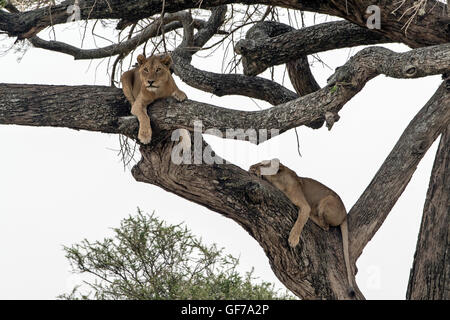 La Tanzanie, Serengeti NP, la lionne, Panthera leo Banque D'Images