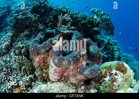 Un bénitier (Tridacna gigas) pousse sur un récif de corail à Raja Ampat, en Indonésie. Cet énorme mollusques est une espèce en voie de disparition. Banque D'Images