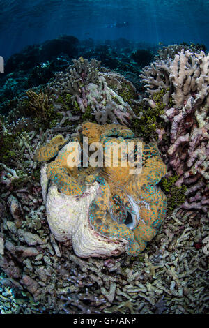 Un bénitier (Tridacna gigas) pousse sur un récif de corail à Raja Ampat, en Indonésie. Cet énorme mollusques est une espèce en voie de disparition. Banque D'Images