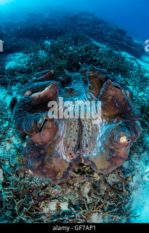 Un bénitier (Tridacna gigas) pousse sur un récif de corail à Raja Ampat, en Indonésie. Cet énorme mollusques est une espèce en voie de disparition. Banque D'Images