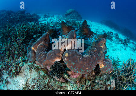 Un bénitier (Tridacna gigas) pousse sur un récif de corail à Raja Ampat, en Indonésie. Cet énorme mollusques est une espèce en voie de disparition. Banque D'Images