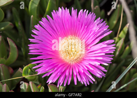 Delosperma fleur sur la plage de Santa Marinella, Rome, Italie Banque D'Images