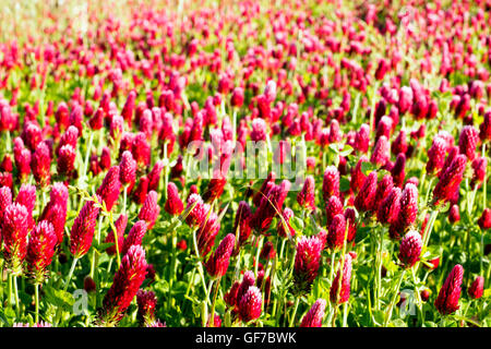 Les champs de trèfle rouge (Trifolium pratense) dans la campagne de l'Ombrie, Orvieto - Italie Banque D'Images