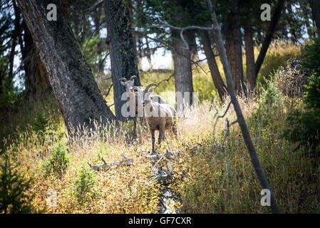 Deux femelles mouflons dans le Parc National de Yellowstone Banque D'Images