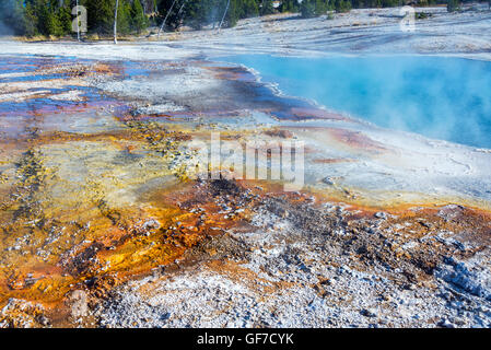 Tapis de bactéries à côté de Black Pool à West Thumb Geyser Basin dans le Parc National de Yellowstone Banque D'Images