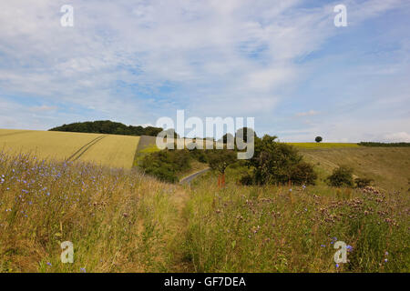 Les cultures de blé de maturation avec fleurs de chicorée et jeu dans le Yorkshire Wolds sous un ciel nuageux bleu en été. Banque D'Images