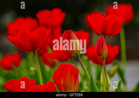 Tulipe rouge sur fond flou de bokeh vert jardin Banque D'Images