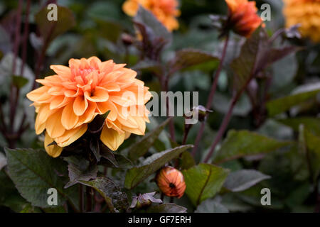 Dahlia 'David Howard'. Fleur Dahlia décoratif. Banque D'Images