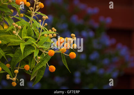 Le Buddleia globosa ( Golden Ball ) croissant dans un jardin de Fife, Scotland Banque D'Images