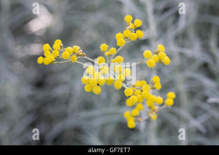 Helichrysum italicum fleurs. Banque D'Images