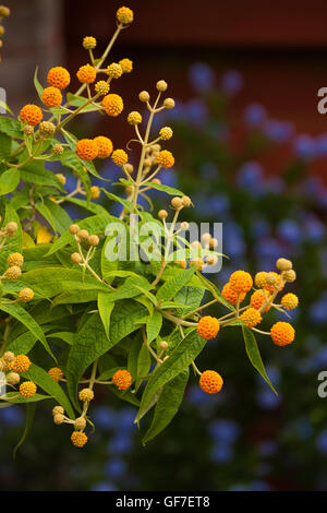 Le Buddleia globosa ( Golden Ball ) croissant dans un jardin de Fife, Scotland Banque D'Images