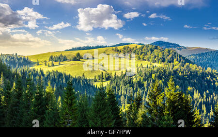 La forêt de conifères sur le bord de la colline dans les montagnes des Carpates Banque D'Images