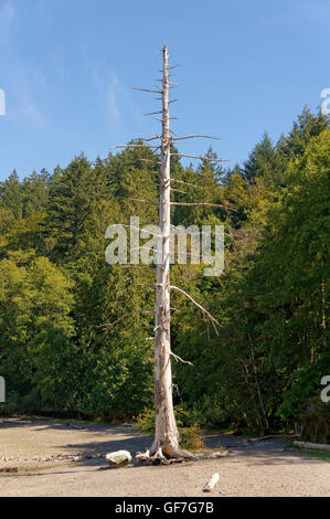 Les conifères morts sur une plage rocheuse, Bowen Island, British Columbia, Canada Banque D'Images