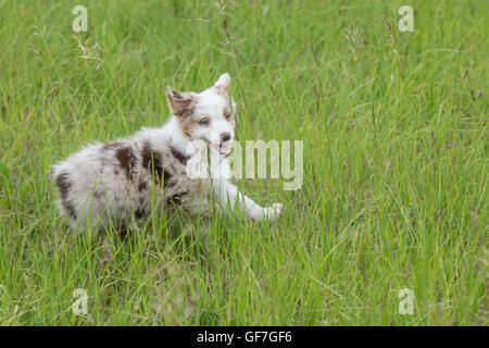 Huit semaines merle rouge chien berger australien, chiot Banque D'Images