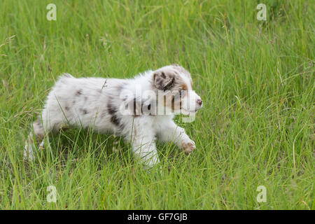 Huit semaines merle rouge chien berger australien, chiot Banque D'Images