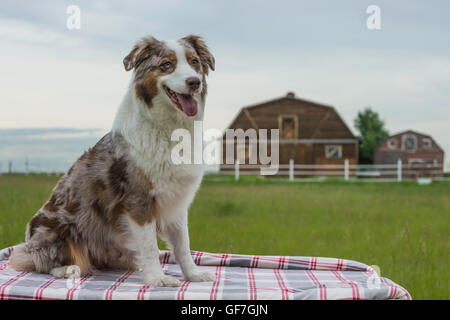 Chien de berger australien rouge merle, femme, en face d'une grange en bois Banque D'Images