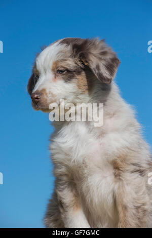 Huit semaines merle rouge chien berger australien, chiot Banque D'Images