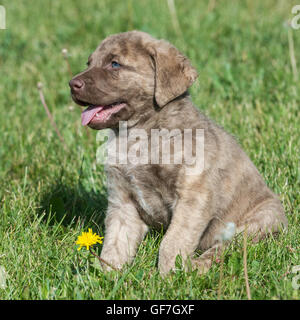 Cinq semaines Chesapeake Bay Retriever puppy, dans l'herbe Banque D'Images