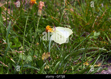 Gonepteryx rhamni papillon brimstone commune, Banque D'Images