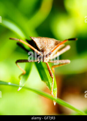 Bug Dock (Coreus marginatus) Banque D'Images