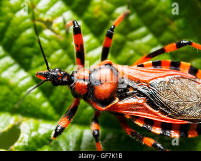 (Rhinocoris iracundus assassin bug, fam. Reduviidae) Banque D'Images