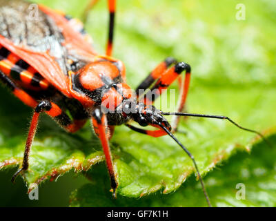 (Rhinocoris iracundus assassin bug, fam. Reduviidae) Banque D'Images