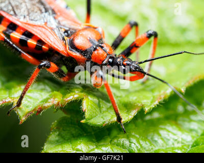 (Rhinocoris iracundus assassin bug, fam. Reduviidae) Banque D'Images