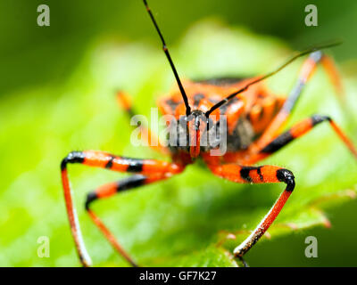 (Rhinocoris iracundus assassin bug, fam. Reduviidae) Banque D'Images