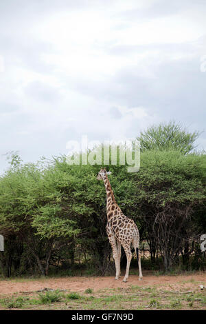 Girafe à Okonjima Réserver en Namibie Banque D'Images