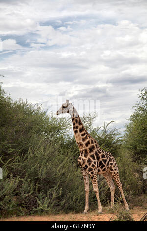 Girafe à Okonjima Réserver en Namibie Banque D'Images